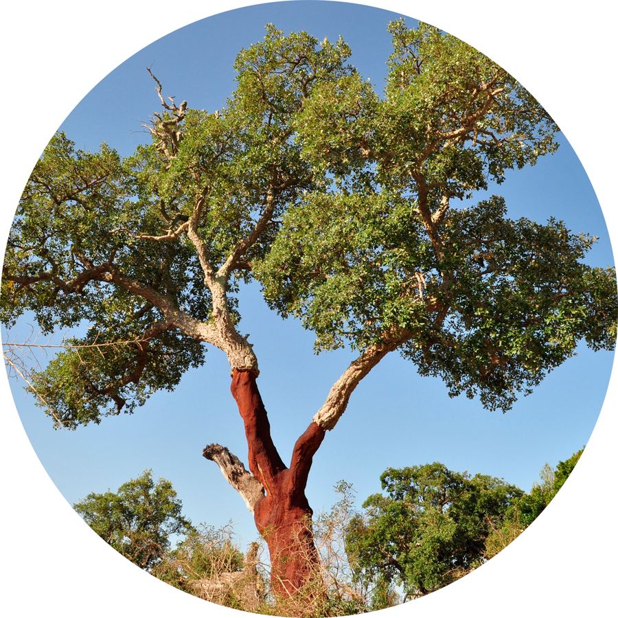 Rotating Timberman logo